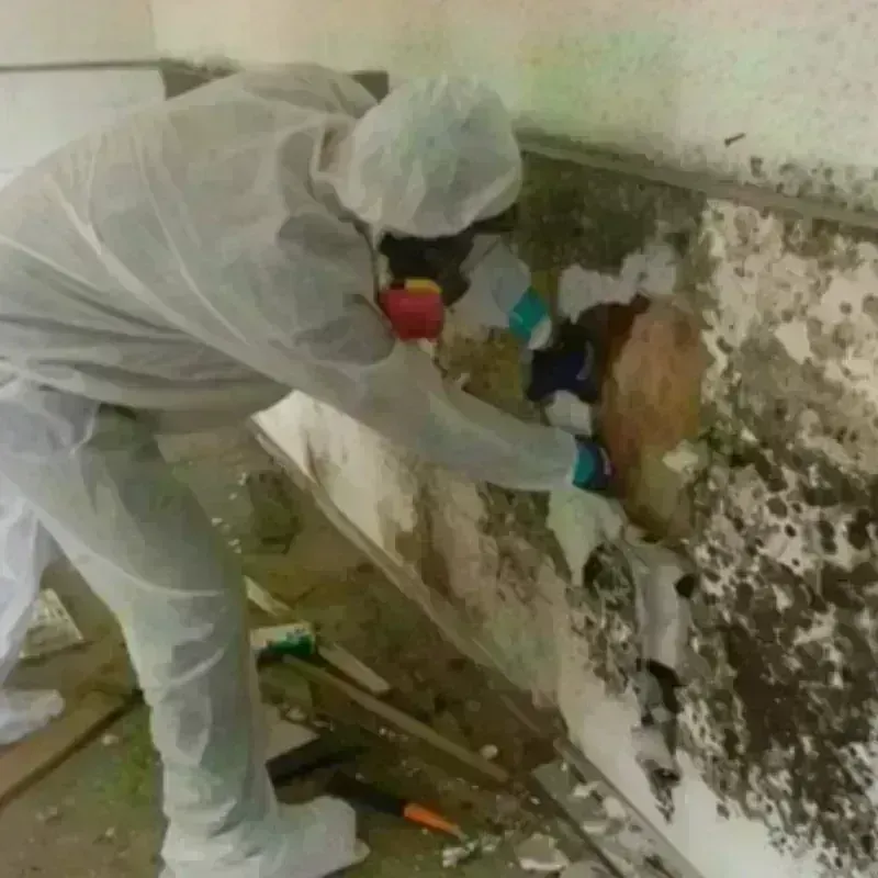 Mold Remediation and Removal in Texas County, MO